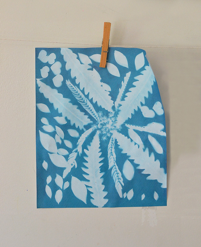 Making sun prints with kids is easy! Also called cyanotypes, this style of printmaking can result in beautiful, framable works of art.