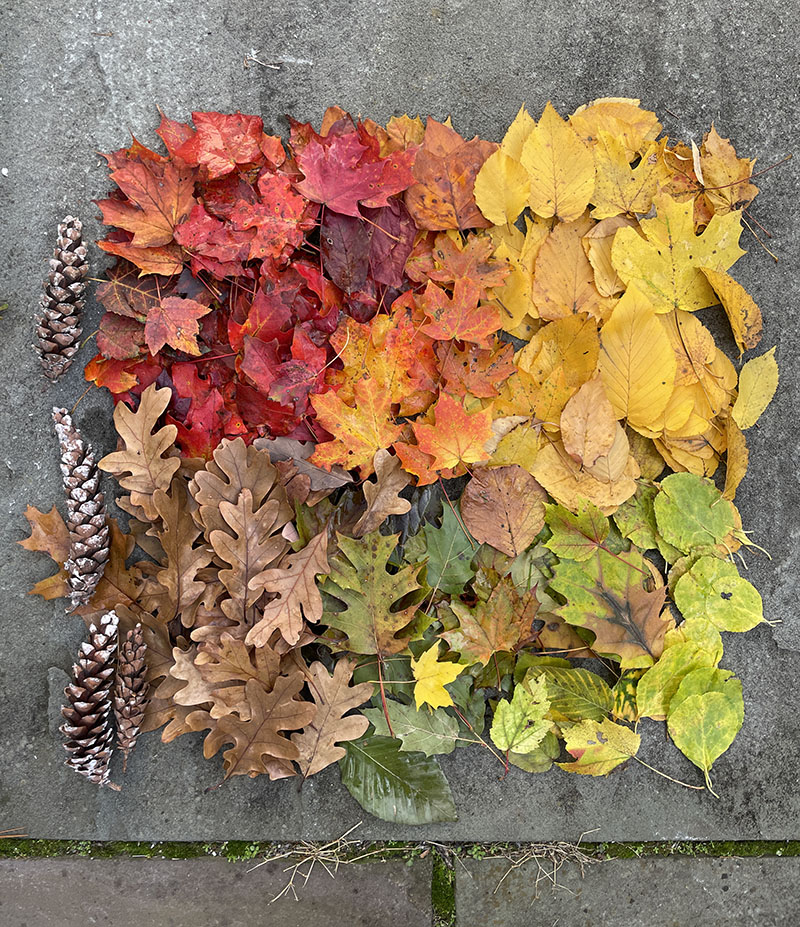 Collecting a rainbow of leaves from the ground