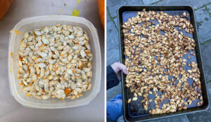 Roasting pumpkin seeds.
